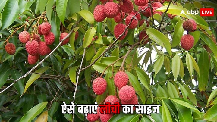 Litchi Farming Tips: अप्रैल का महीना लीची के लिहाज से बेहद महत्वपूर्ण होता है. किसान इस महीने में लीची की ग्रोथ के लिए इसमें दो खाद डाल सकते हैं. इससे लीची का साइज बढ़ जाएगा. चलिए जानते हैं कैसे.