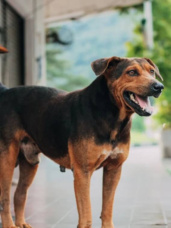 कुत्ता सू सू करते वक्त एक पैर क्यों उठा लेता है?