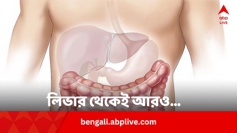 World Liver Day 2024 Fatty Liver Increase Risk Of Heart And Metabolic Disease Bengali World Liver Day 2024: ফ্যাটি লিভার ডেকে আনে হার্ট, কিডনির রোগ; সুরাহা একটাই, কী সেটি?
