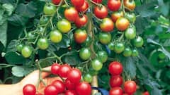 इस तरह आसान तरीके से गमले में उगाएं चेरी टमाटर