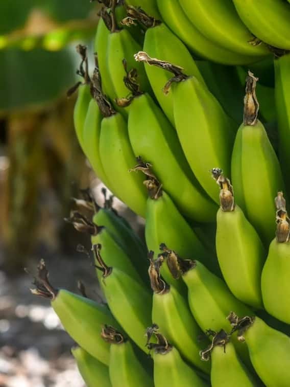 गर्मी में कैसे बचाएं केले की फसल?