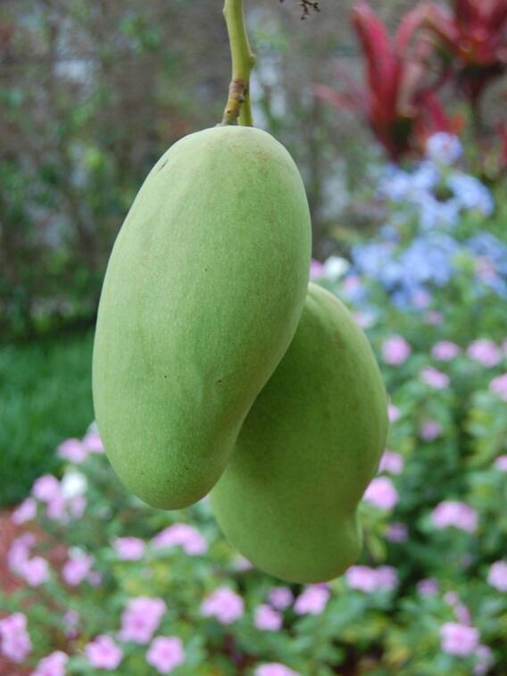 हरा आम पकने पर पीला क्यों हो जाता है