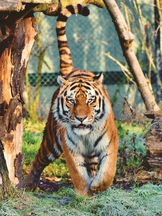 इस चिड़ियाघर में बाघ भी रखते हैं फास्ट