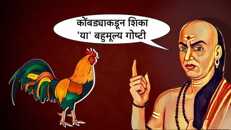chanakya niti learn four things from cock to get success in life management mantra marathi news Chanakya Niti : आयुष्यात कधीच पराभव होणार नाही, कोंबड्याकडून शिका 'या' बहुमूल्य गोष्टी; चाणक्य सांगतात...