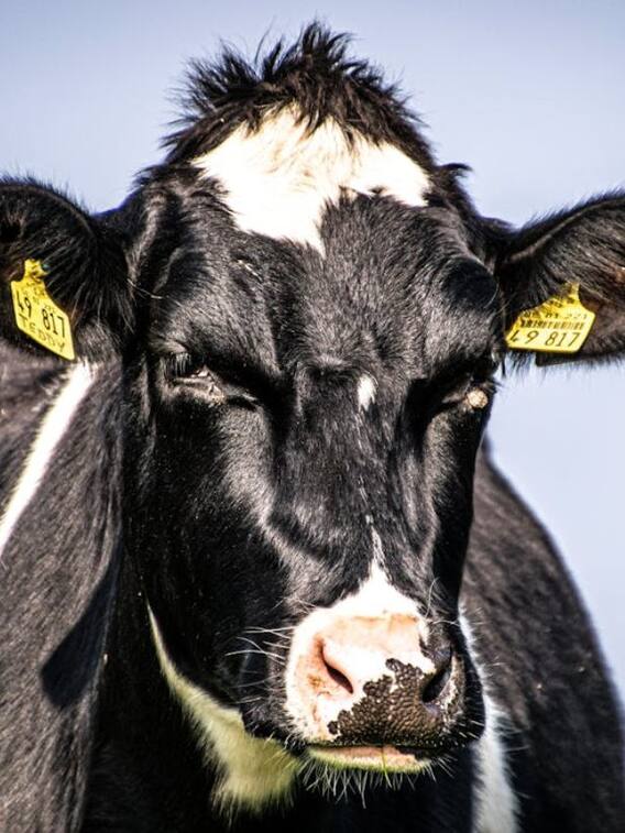 पेट के कीड़ों से पशुओं को कैसे बचाएं?