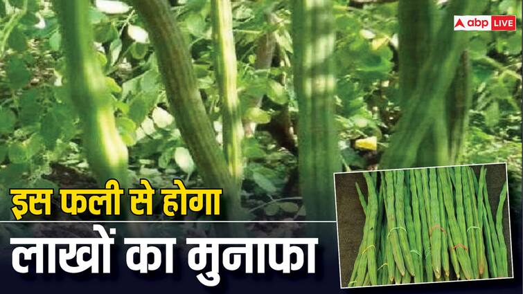 Cultivation of drumstick sahjan fali will give a profit of one lakh in 10 months know the method इस फली की खेती देगी10 महीने में एक लाख का मुनाफा, जानिए क्या है तरीका