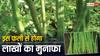 इस फली की खेती देगी10 महीने में एक लाख का मुनाफा, जानिए क्या है तरीका