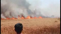 आग लगने से 80 बीघे गेहूं की फसल जलकर हुई राख, दमकल की गाड़ियों को पहुंचने में हुई थी देरी