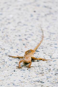 क्या छिपकली के गिरने से दूध हो जाता है जहरीला? जानें क्या है सच