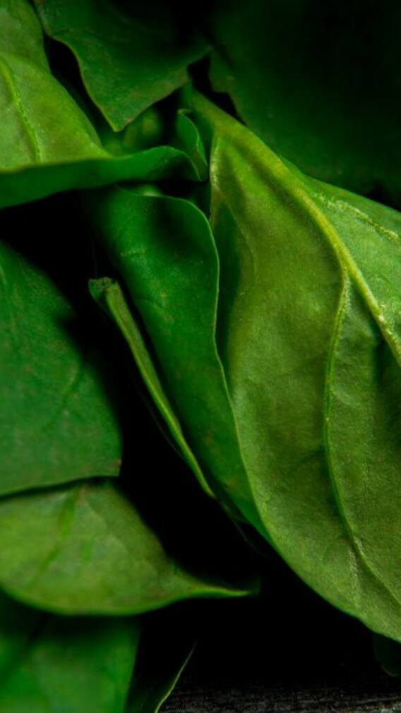 সারা শীতজুড়ে বাজারের টাটকা পালং শাক খাচ্ছেন ? কী ক্ষতি হচ্ছে শরীরের