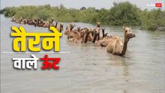 इस राज्य में पाए जाते हैं तैरने वाले ऊंट, समुद्र में बिना रुके डेढ़ किमी तक कर सकते हैं सफर