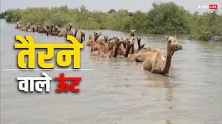 इस राज्य में पाए जाते हैं तैरने वाले ऊंट, समुद्र में बिना रुके डेढ़ किमी तक कर सकते हैं सफर