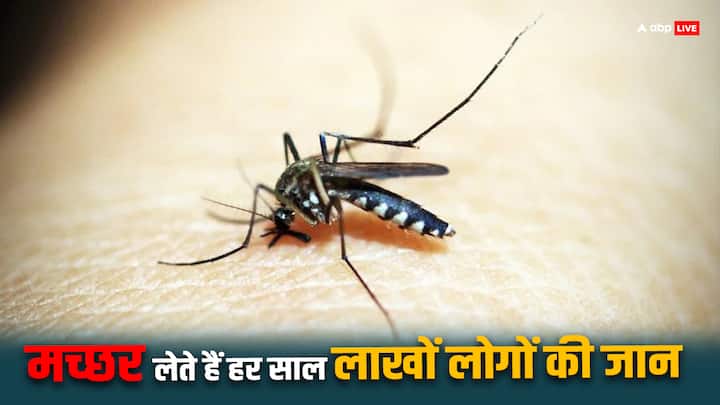 गर्मी आने के साथ ही मच्छरों का आतंक भी बढ़ चुका है. लेकिन क्या आप जानते हैं कि हर साल मच्छरों के काटने से कितने लाख लोगों की जान चली जाती है. जानिए घरों में मच्छरों का होना कितना बड़ा खतरा होता है.