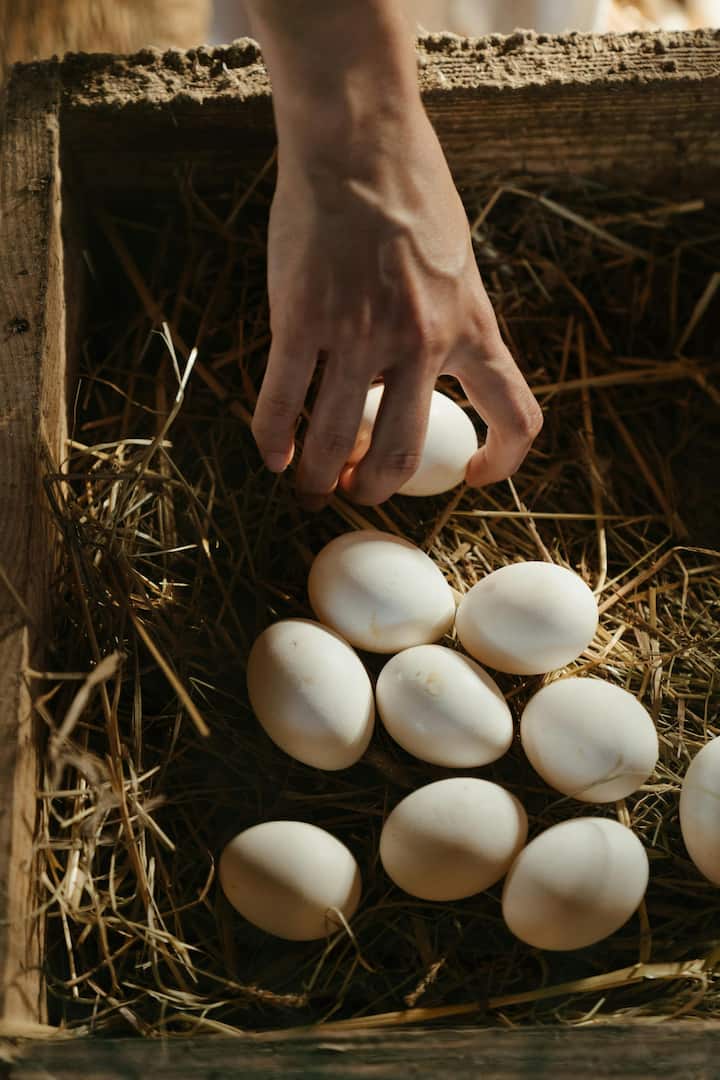 Eggs contain good protein and vitamins which are very good for the health of children.  How many eggs should be laid daily (Photo credit: Pexel.com)