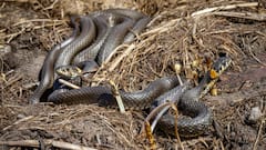 गर्मी आते ही क्यों बढ़ जाता है सांपों का खतरा? जानिए कब होते हैं सबसे खतरनाक