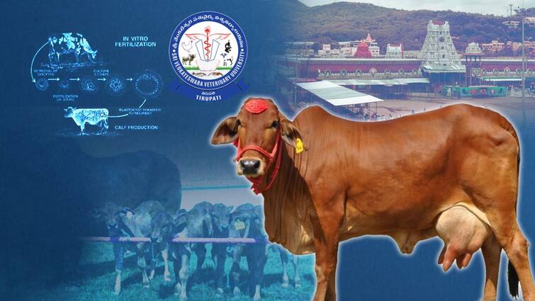 IVF Cows at Tirumala | TTD | IVF Cows at Tirumala | TTD | ఆవుల్లో అద్దె ...