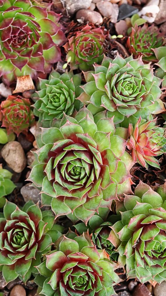 ਘਰ 'ਚ ਸਨੇਕ ਪਲਾਂਟ ਲਗਾਉਣ ਦੇ ਇਹ ਹਨ ਫਾਇਦੇ