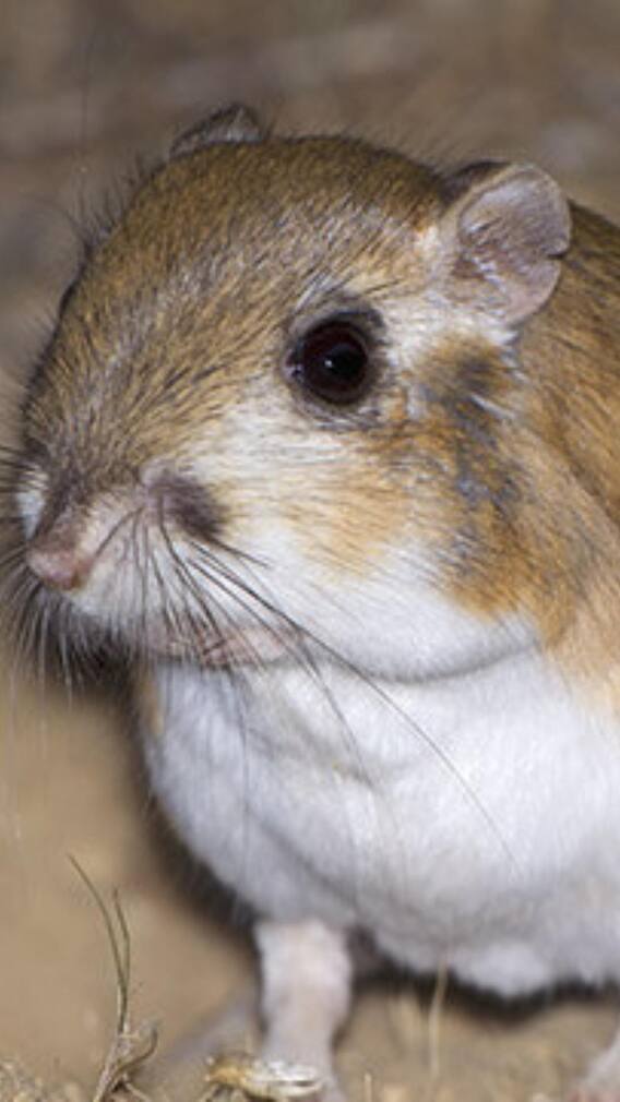 ये जानवर जीवन में कभी भी पानी नहीं पीता!