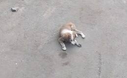 Pune Crime news Dog puppy beaten inhumanely with an iron rod case registered Pune Dog : कुत्र्यांच्या बाबतीत पुणेकर निर्दयी? कुत्र्याच्या पिल्लाला लोखंडी रॉडने अमानुषपणे मारहाण; एकावर गुन्हा दाखल