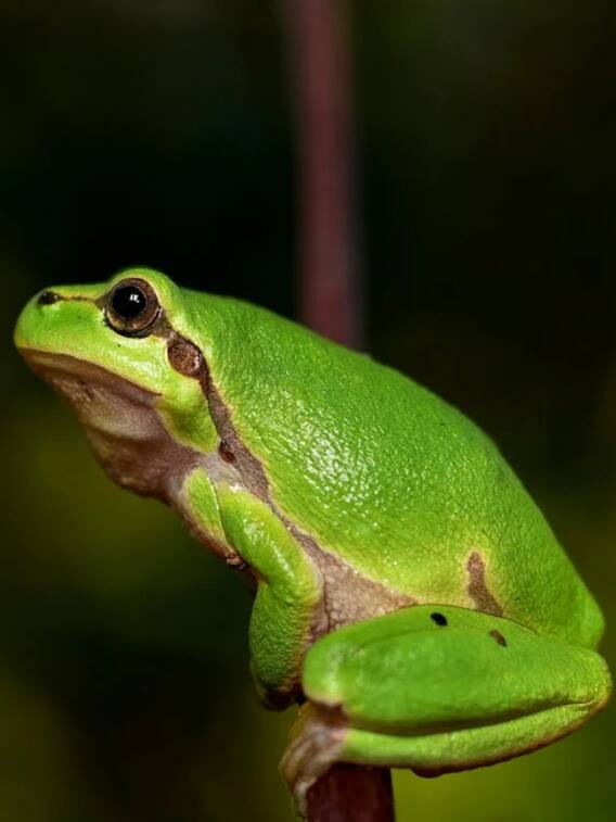 इस खास मेंढक की आवाज को इंसान नहीं सुन सकता है