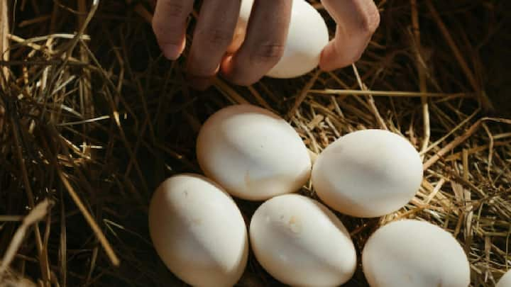 First Egg to the Child : प्रत्येक पालकाच्या मनात हा प्रश्न पडतो की मुलाला पहिले अंडे कधी द्यावे? मुलाला अंडी कधी द्यायला सुरुवात करायची आणि रोज किती द्यायची ते जाणून घेऊ. येथे आपल्याला उत्तर मिळेल...