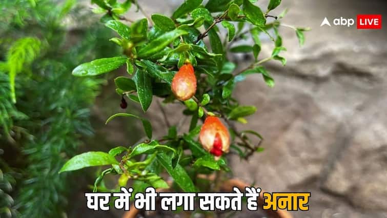 You can plant pomegranate plant at home know the method घर पर लगा सकते हैं अनार का पौधा? जानिए क्या है तरीका