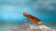 Cockroach: इंसानों को ज्यादा गंदा मानता है कॉकरोच, कोई टच कर दे तो करता है ये काम