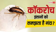 Cockroach: इंसानों को ज्यादा गंदा मानता है कॉकरोच, कोई टच कर दे तो करता है ये काम