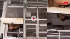 एसी मकेनिक ने खोला AC का फिल्टर तो उड़ गए होंश...खतरनाक जीव ने बना रखा था अपना बसेरा