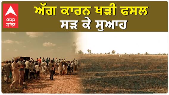 wheat Fire| ਅੱਗ ਕਾਰਨ ਖੜੀ ਫਸਲ ਸੜ ਕੇ ਸੁਆਹ