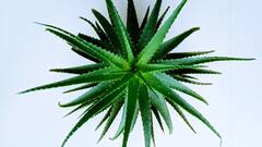 Aloe vera :வீட்டில் கற்றாழை செடி ஏன் வளர்க்கனும்? தெரிஞ்சிக்கோங்க!