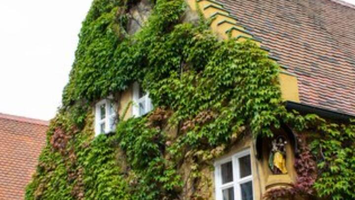 তবে গেলেই ফুগাহায় থাকতে পারবেন, এমন নয়। এক্ষেত্রে কিছু নিয়ম-কানুন রয়েছে। অন্তত দু’বছর অগসবার্গে থাকতে হবে আপনাতে। ভাড়াটেদের সকলের ক্যাথলিক হওয়া বাধ্যাতামূলক। দিনে তিন বার ফুগাহা পরিবারের মঙ্গলকামনায় প্রার্থনাও করতে হবে। ফ্রিপিক