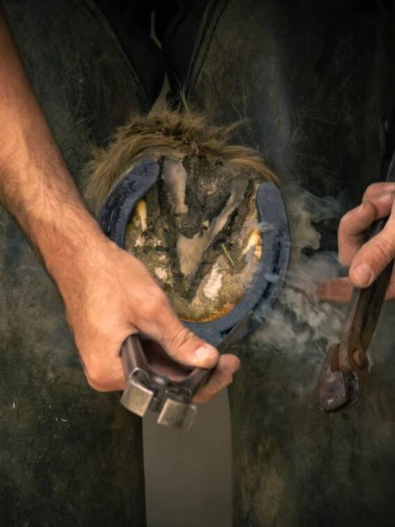 नाल घोड़ों के पैरों में क्यों पहनाई जाती है?