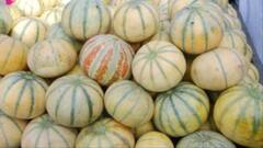 जशपुर के खरबूजों ने रायपुर में बनाई अलग पहचान, मालामाल हो रहे किसान, रोजाना कई क्विंटल की बिक्री
