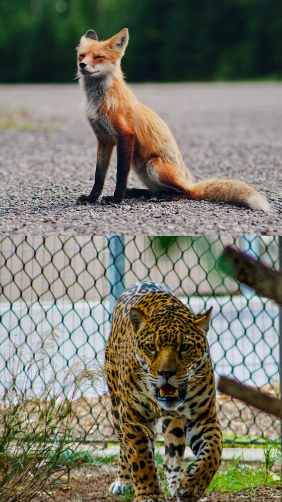 J என்ற எழுத்தில் தொடங்கும் பெயர்களைக் கொண்ட விலங்குகள்