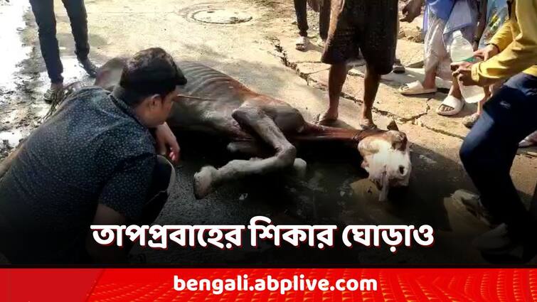 Heat Wave Condition in West Bengal horse fell ill on road in Howrah Heat Wave Condition: তাপপ্রবাহের শিকার ঘোড়া! বালতি বালতি জল ঢেলে বাঁচালেন স্থানীয়রাই