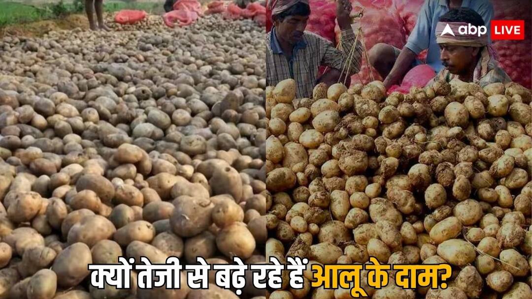 फिर से बढ़ने लगे आलू के दाम, कई जगह 35 रुपये किलों से ज्यादा हैं रेट, क्या है वजह Potato prices have started rising again many places the rates are more than Rs 35 per kg what is the reason of price hikes फिर से बढ़ने लगे आलू के दाम, कई जगह 35 रुपये किलों से ज्यादा हैं रेट, क्या है वजह