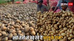 फिर से बढ़ने लगे आलू के दाम, कई जगह 35 रुपये किलों से ज्यादा हैं रेट, क्या है वजह