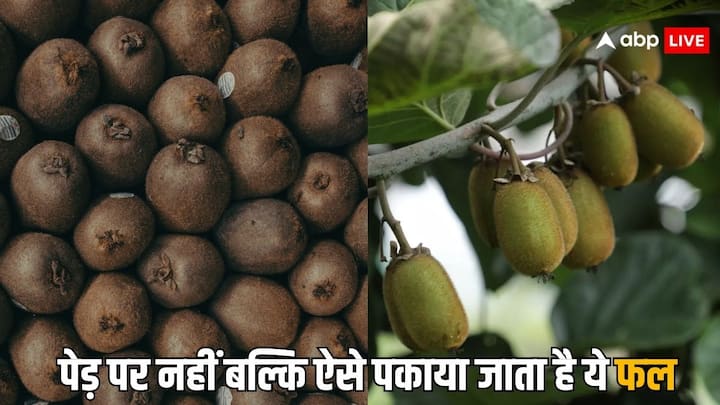 Kiwi Ripening Process: बहुत से फल ऐसे होते हैं जो पकने के बाद ही तोड़े जाता है. उन्हें अगर पहले तोड़ लिया तो फिर उनमें वह स्वाद मौजूद नहीं होगा.लेकिन दुनिया में एक ऐसा फल है जो पेड़ पर कभी नहीं पकता.