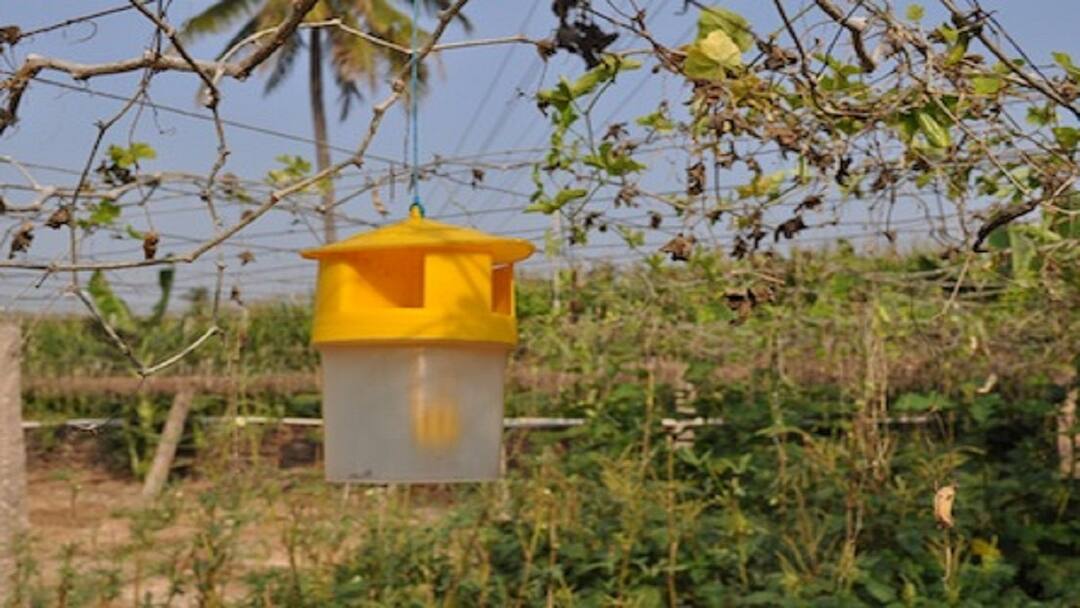 பயிர் பாதுகாப்பில் முக்கிய பங்கு வகிக்கும் இனக்கவர்ச்சி பொறிகள்