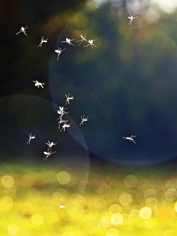 दिखने में काफी छोटा पर शेर से भी खतरनाक है ये जीव