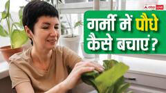 आप बाहर जा रहे हैं, तो जानिए तपती गर्मी में पौधों को कैसे रखें सेफ, एक सप्ताह तक नहीं मुरझाएंगे