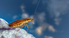 Cockroach: इंसानों को ज्यादा गंदा मानता है कॉकरोच, कोई टच कर दे तो करता है ये काम