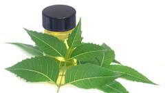 Hair Care Tips: नीम का तेल बालों को बना देगा मजबूत, घना और चमकदार, ऐसे करें इसका इस्तेमाल