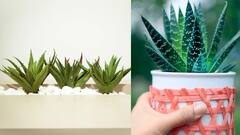 Aloe vera :வீட்டில் கற்றாழை செடி ஏன் வளர்க்கனும்? தெரிஞ்சிக்கோங்க!