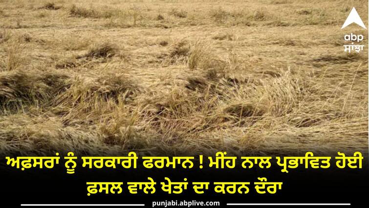 The Chief Secretary took stock of the wheat procurement arrangements and weather damage Farmer News:  ਅਫ਼ਸਰਾਂ ਨੂੰ ਸਰਕਾਰੀ ਫਰਮਾਨ ! ਮੀਂਹ ਨਾਲ ਪ੍ਰਭਾਵਿਤ ਹੋਈ ਫ਼ਸਲ ਵਾਲੇ ਖੇਤਾਂ ਦਾ ਕਰਨ ਦੌਰਾ