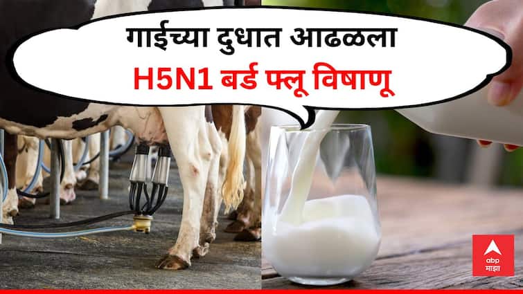 H5N1 bird flu virus found in cow s milk How safe is it to drink raw milk health news abpp Bird Flu : गाईच्या दुधात आढळला H5N1 बर्ड फ्लूचा विषाणू; दूध पिणे कितपत सुरक्षित? 