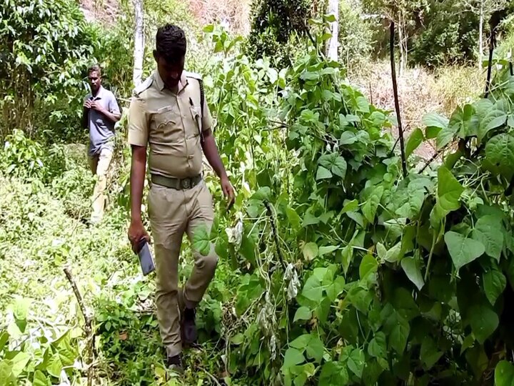 Kodaikanal: விளைநிலங்களில் புகுந்த காட்டு யானைகளால் பயிர்கள் சேதம் - விவசாயிகள் வேதனை