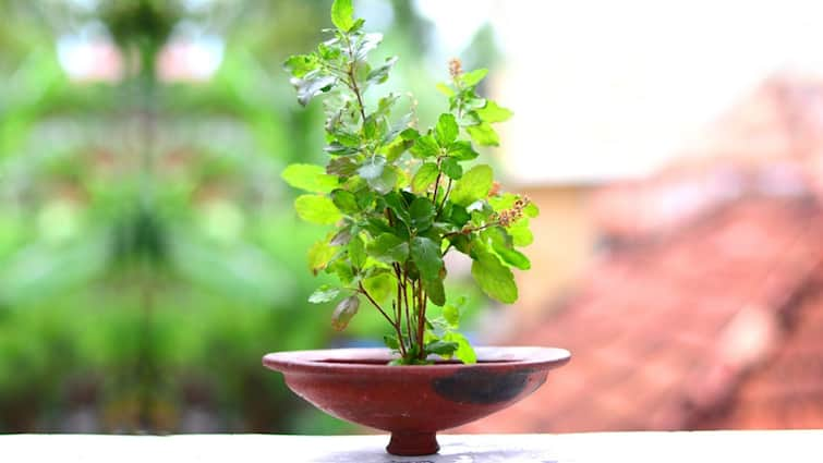 Religious: Why Should Not Offer Water To Tulsi Plant On Sunday Tulsi Puja on Sunday: કેમ કહેવાય છે રવિવારે તુલસીના પાન ન તોડવા જોઈએ? શું છે આ દિવસે જળ ન ચઢાવવાનું કારણ