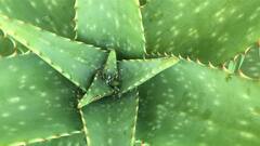 Aloe vera :வீட்டில் கற்றாழை செடி ஏன் வளர்க்கனும்? தெரிஞ்சிக்கோங்க!